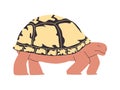 tortoise or turtle with white color shell wild nature reptile animal and slow walk creature
