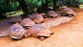 Tortoise, Turtles