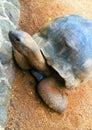 Tortoise, Turtles