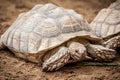 Tortoise Royalty Free Stock Photo