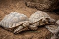 Tortoise Royalty Free Stock Photo