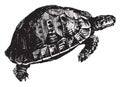 Tortoise, vintage illustration