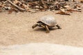 Tortoise walking slowly on dusty earth ground hard shelled animal