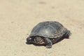 Tortoise walking slowly on the road Royalty Free Stock Photo