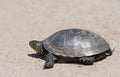 Tortoise walking slowly on the road Royalty Free Stock Photo