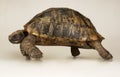 Tortoise on white background Royalty Free Stock Photo