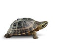 Tortoise on white background Royalty Free Stock Photo