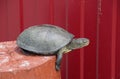 Tortoise on a wooden red stump. Ordinary river tortoise of temperate latitudes. The tortoise is an ancient