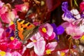 Tortoisehell Butterfly
