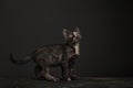 Tortoisehell Cat Royalty Free Stock Photo