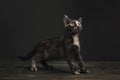 Tortoisehell Cat Royalty Free Stock Photo