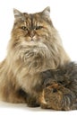 Tortoisehell Persian Domestic Cat and Long Hai Guinea Pig Royalty Free Stock Photo