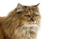 Tortoisehell Persian Domestic Cat, Portrait of Female against White Background