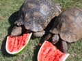 Tortoises eating watermelon