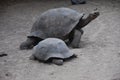 Tortoises in the Galapagos islands