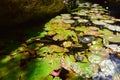 Tortoises at Gran Cenote, a natural sinkhole with clear water, at Tulum in Mexico Royalty Free Stock Photo