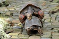 Tortoises mating Royalty Free Stock Photo