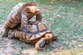 Tortoises Mating