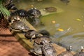 Tortoises near a pool in a national park