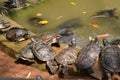 Tortoises near a pool in a national park