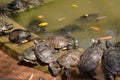 Tortoises near a pool in a national park