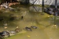 Tortoises near a pool in a national park