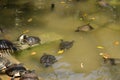 Tortoises near a pool in a national park