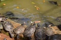 Tortoises near a pool in a national park