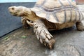Tortoises are reptile species of the family Testudinidae of the order Testudines the turtles. Royalty Free Stock Photo