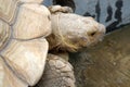 Tortoises are reptile species of the family Testudinidae of the order Testudines the turtles.