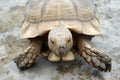 Tortoises are reptile species of the family Testudinidae of the order Testudines the turtles.