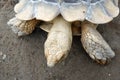 Tortoises are reptile species of the family Testudinidae of the order Testudines the turtles.