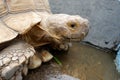 Tortoises are reptile species of the family Testudinidae of the order Testudines the turtles.