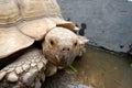 Tortoises are reptile species of the family Testudinidae of the order Testudines the turtles.