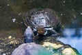 Tortoises resting in its abit Royalty Free Stock Photo