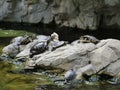 Tortoises Sunning on Rocks