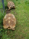 Tortoises