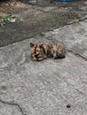 Tortoiseshell brown and black Cat Resting on Pavement Royalty Free Stock Photo