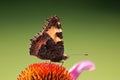 Tortoiseshell Butterfly Royalty Free Stock Photo