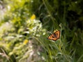 Tortoiseshell butterfly `Aglais urticae` in a forest clearing