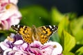 Tortoiseshell butterfly Aglais urticae on a pink hydrangea flower close up. Royalty Free Stock Photo