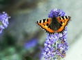 butterfly Royalty Free Stock Photo