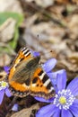 Tortoiseshell butterfly on hepatica flowers in early spring Royalty Free Stock Photo