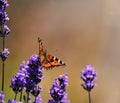 Tortoiseshell Butterfly Royalty Free Stock Photo