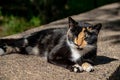 Tortoiseshell calico cat relaxing in sunshine