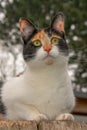 Tortoiseshell calico cat sitting on top of a wooden fence.