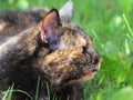 Tortoiseshell cat close-up in profile in the grass Royalty Free Stock Photo