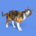 Tortoiseshell cat