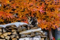 Cat in Chukhloma Royalty Free Stock Photo