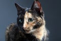 Tortoiseshell cat on grey backrgound